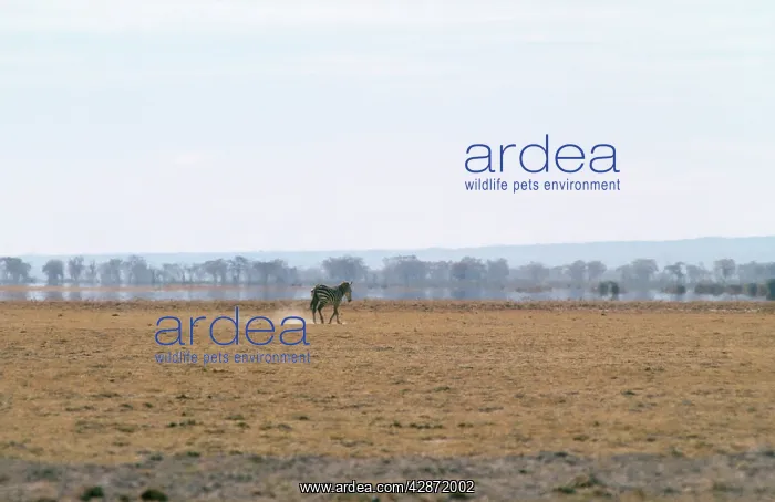 : Mirage - with Zebra in foreground. However the : Mirage - with Zebra in foreground. However the