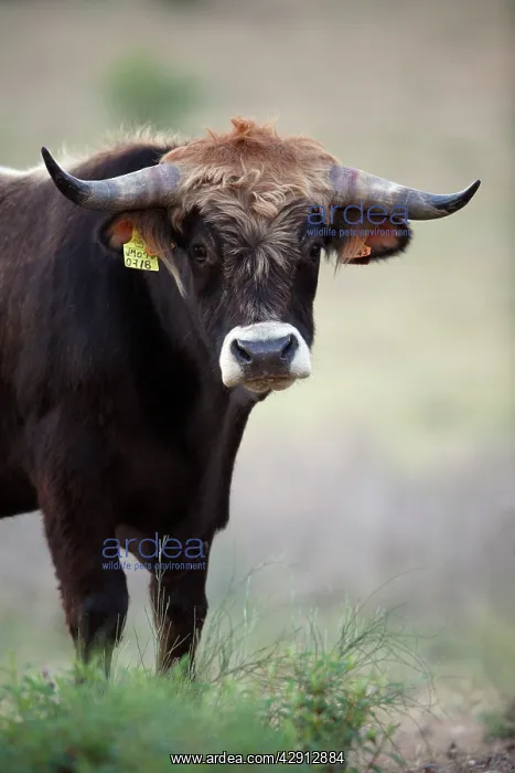 : Mirandesa Bull - traditional Portugese breed, kept : Mirandesa Bull - traditional Portugese breed, kept