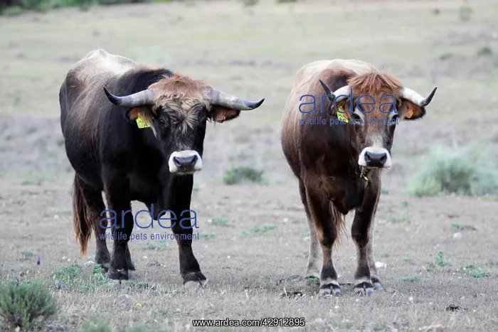: Mirandesa Cattle - Bull and cow, traditional Portugese : Mirandesa Cattle - Bull and cow, traditional Portugese