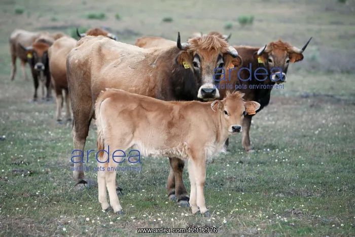  : Mirandesa Cattle - cow with calf, traditional Portugese