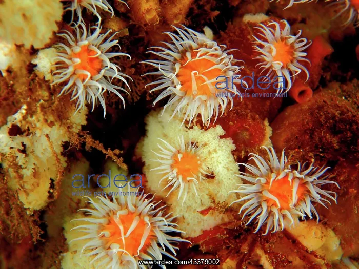 : Mirror jelly anemones (Actinothoe sphyrodeta) Sea : Mirror jelly anemones (Actinothoe sphyrodeta) Sea