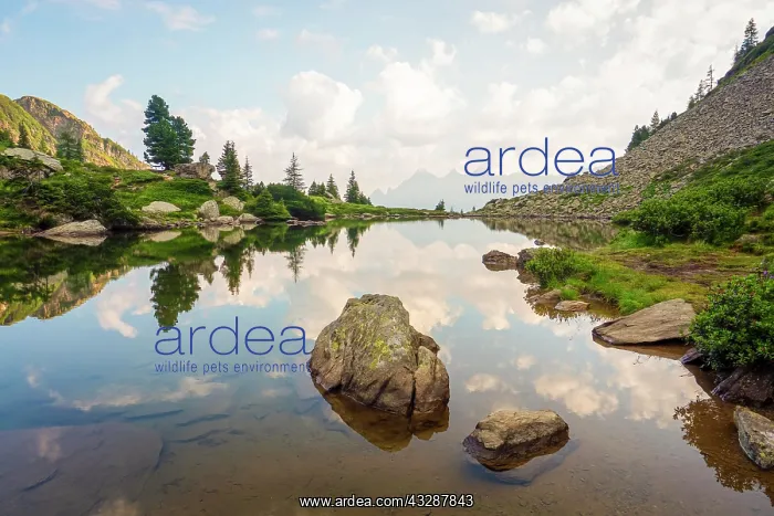 : Mirror lake at first light with the Hoher Dachstein : Mirror lake at first light with the Hoher Dachstein