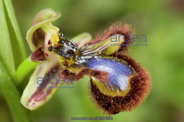 : Mirror Orchid - close up : Mirror Orchid - close up