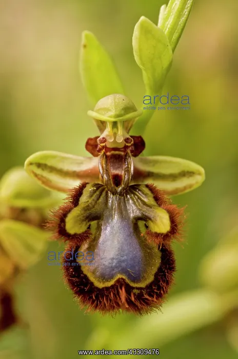 : Mirror Orchid - close-up of flower : Mirror Orchid - close-up of flower