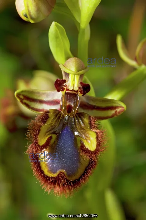 : Mirror Orchid - in flower : Mirror Orchid - in flower