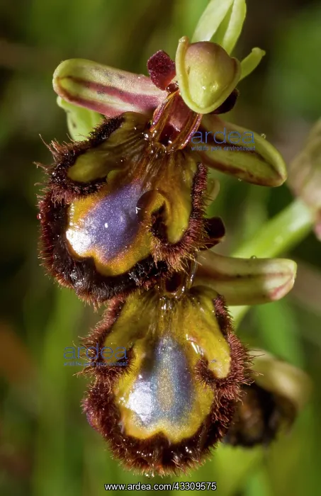 : Mirror Orchid - flowers close-up : Mirror Orchid - flowers close-up