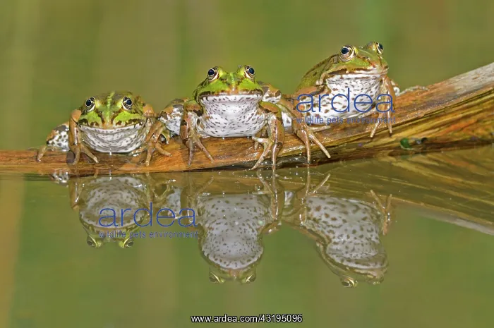 : Three mirrored Edible Frogs (Rana esculenta) sitting : Three mirrored Edible Frogs (Rana esculenta) sitting
