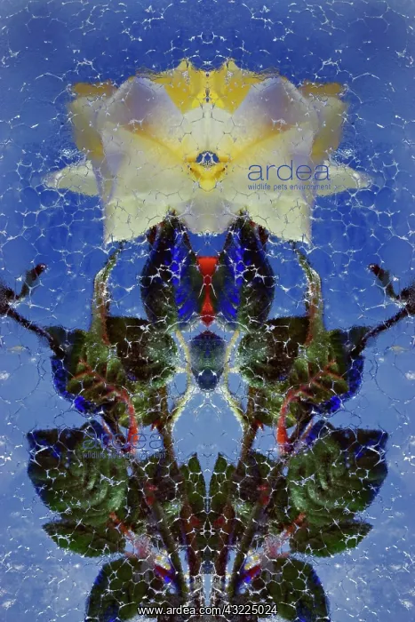 : Mirrored red and yellow roses frozen in : Mirrored red and yellow roses frozen in