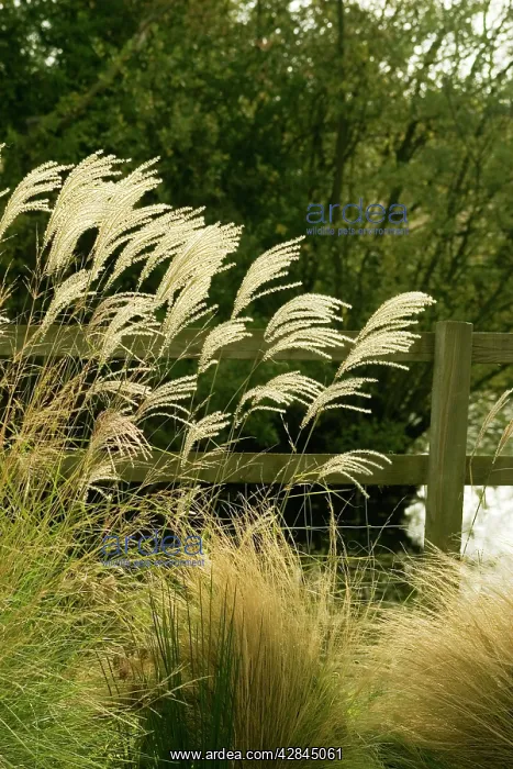 : Miscanthus grass - The flowers appear in late summer : Miscanthus grass - The flowers appear in late summer