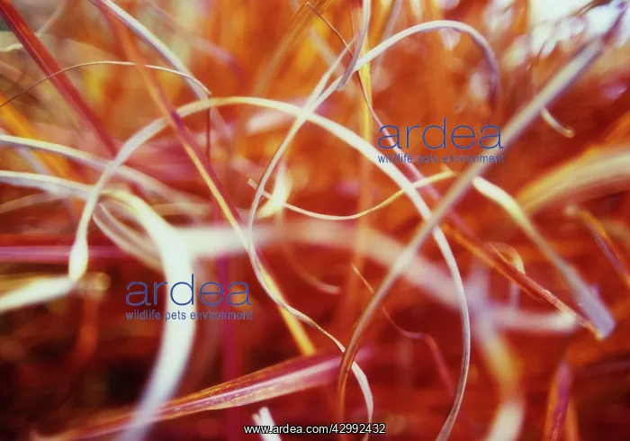  : Miscanthus sinensis