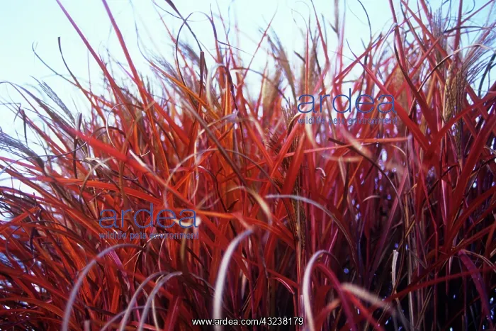 : Miscanthus sinensis : Miscanthus sinensis