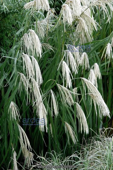  : Miscanthus sinensis Graziella - frosted in winter border