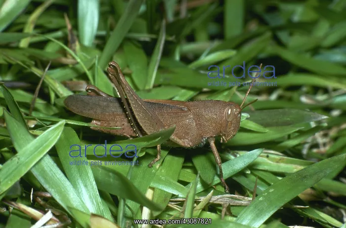 : Mischievous Bird Grasshopper : Mischievous Bird Grasshopper
