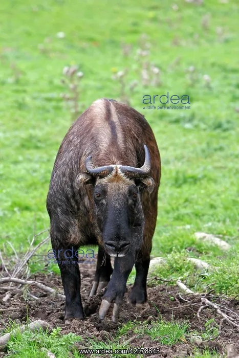 : Mishmi Takin : Mishmi Takin