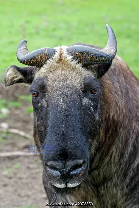 : Mishmi Takin : Mishmi Takin