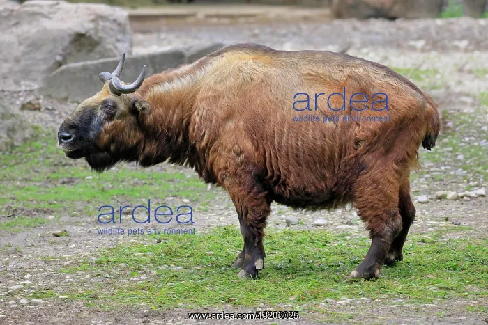 : Mishmi Takin (Budorcas Taxicolor taxicolor), adult : Mishmi Takin (Budorcas Taxicolor taxicolor), adult