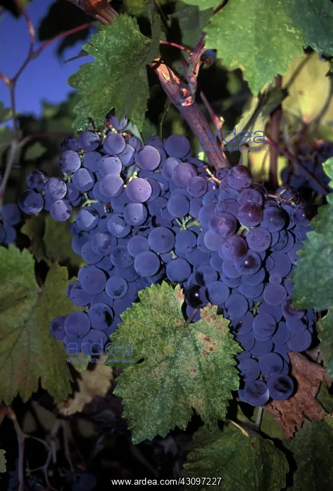: Mission Grapes : Mission Grapes