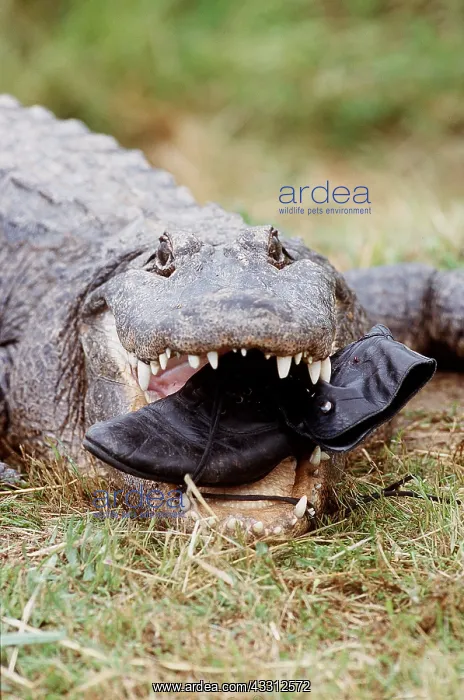 : Mississippi Alligator with shoe in mouth : Mississippi Alligator with shoe in mouth