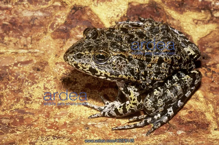 : Mississippi Gopher Frog : Mississippi Gopher Frog
