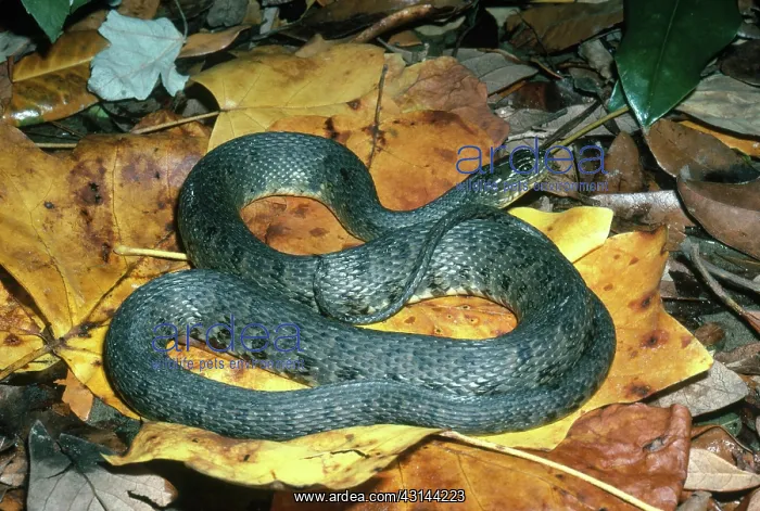 : Mississippi Green Water Snake : Mississippi Green Water Snake