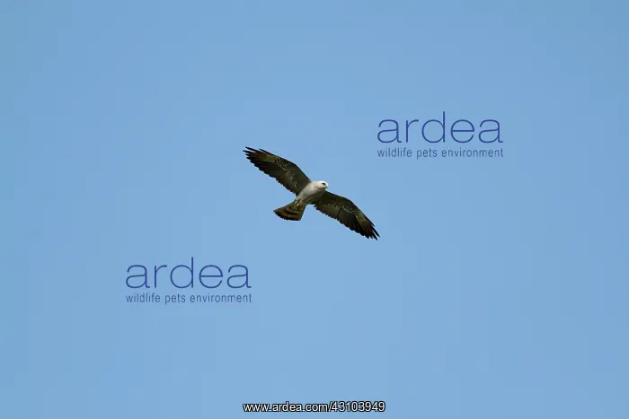 : Mississippi Kite : Mississippi Kite