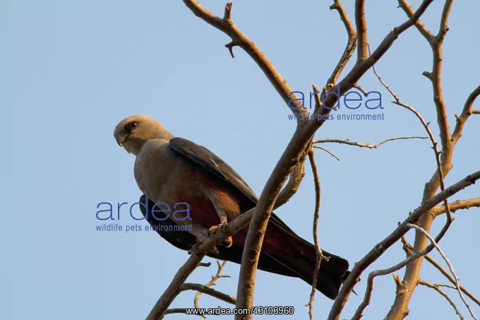 : Mississippi Kite : Mississippi Kite