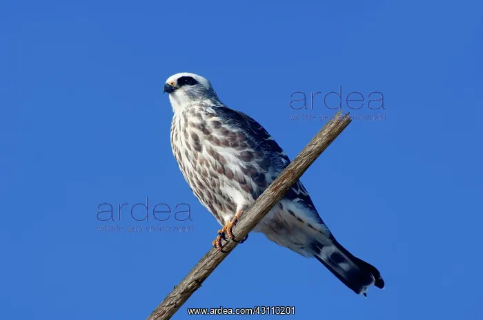 : Mississippi Kite : Mississippi Kite