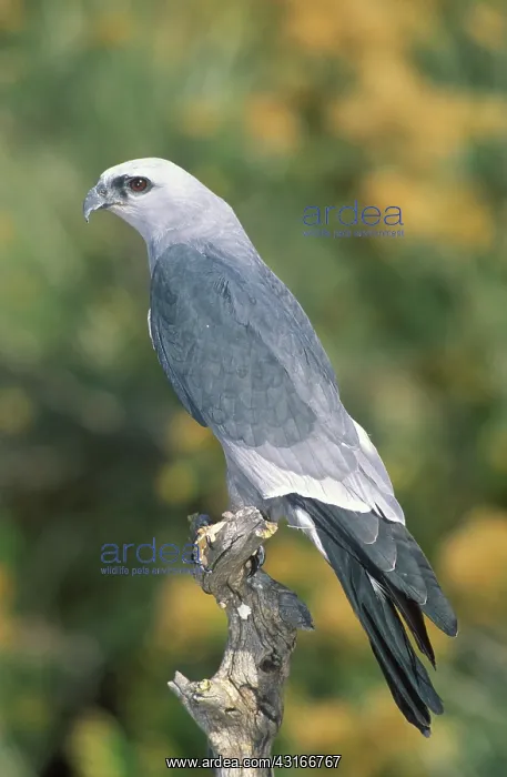 : Mississippi Kite : Mississippi Kite