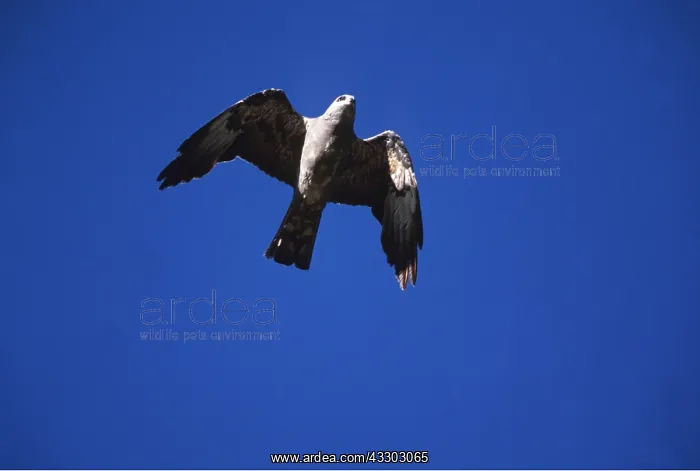 : MISSISSIPPI KITE - in flight : MISSISSIPPI KITE - in flight