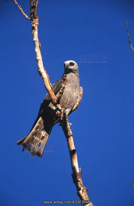  : MISSISSIPPI KITE - perching on branch