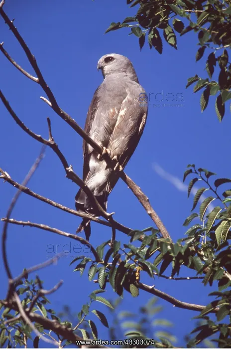 : MISSISSIPPI KITE - perching on branch : MISSISSIPPI KITE - perching on branch