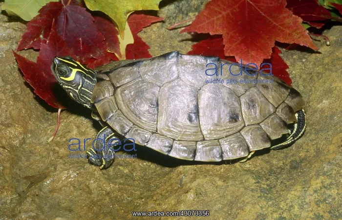 : Mississippi Map Turtle : Mississippi Map Turtle