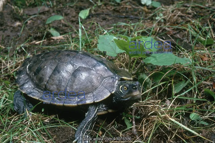 : Mississippi Map Turtle : Mississippi Map Turtle