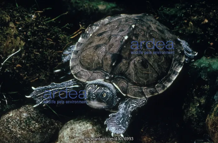 : Mississippi Map Turtle : Mississippi Map Turtle