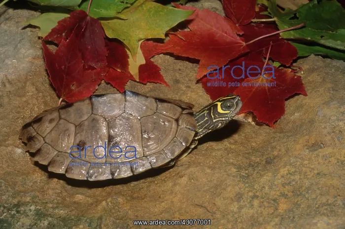: Mississippi Map Turtle : Mississippi Map Turtle