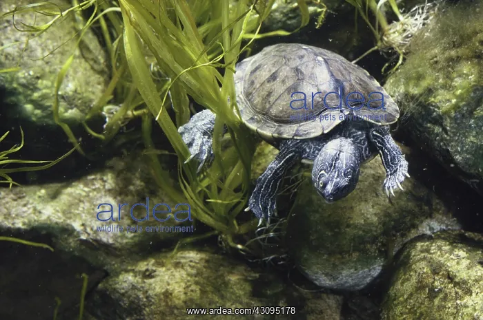 : Mississippi Map Turtle : Mississippi Map Turtle