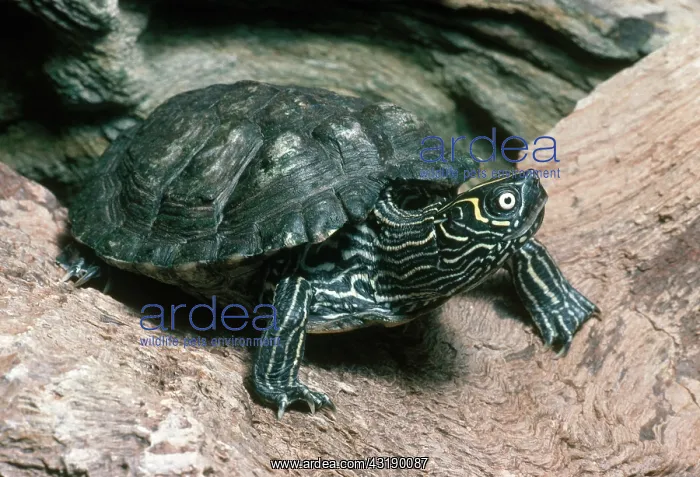 : Mississippi Map Turtle : Mississippi Map Turtle