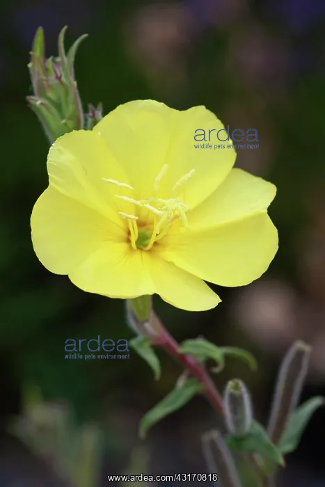 : Missouri primrose, Oenothera macrocarpa, single flower of a : Missouri primrose, Oenothera macrocarpa, single flower of a