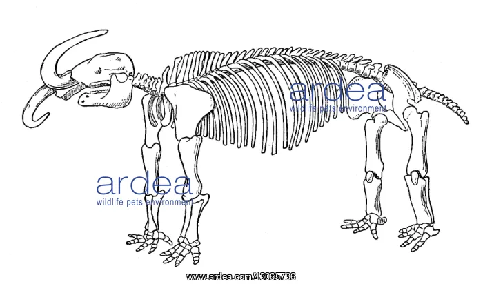 : Missourium, American Mastodon, Cenozoic Mammal : Missourium, American Mastodon, Cenozoic Mammal
