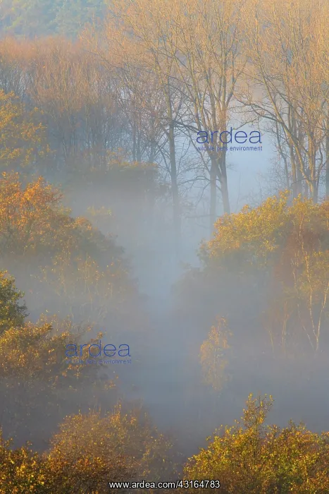 : Mist in deciduous forest with autumn colors : Mist in deciduous forest with autumn colors