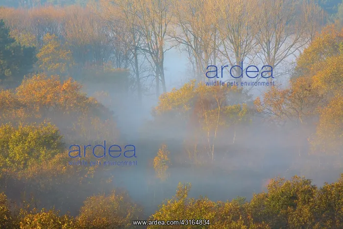 : Mist in deciduous forest with autumn colors : Mist in deciduous forest with autumn colors