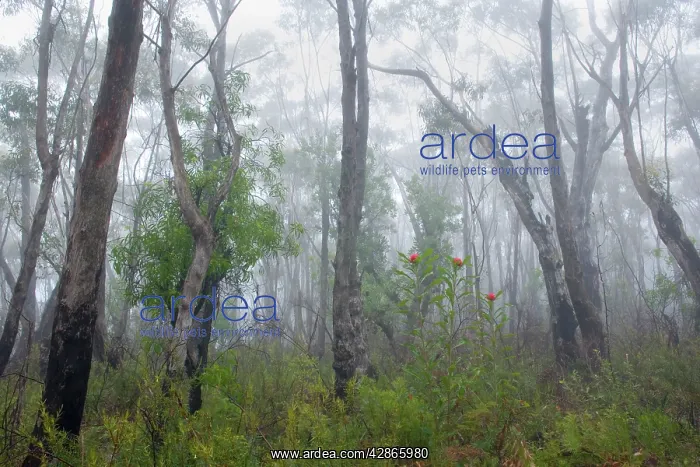 : Mist in Eucalypt forest - with bright red blossoms : Mist in Eucalypt forest - with bright red blossoms