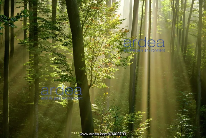 : Mist in forest sunrays breaking through autumn forest : Mist in forest sunrays breaking through autumn forest