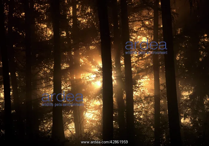  : Mist in forest sunrays breaking through mist