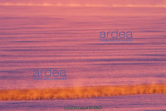: Mist formed over the open water due to temperature differenc : Mist formed over the open water due to temperature differenc