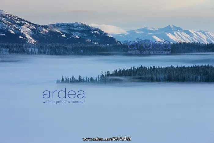 : Mist hangs over a frozen lake : Mist hangs over a frozen lake