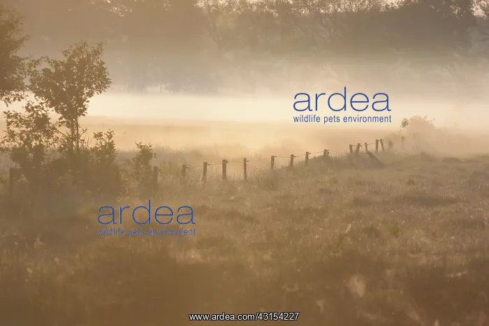  : Mist lingers over moist meadows and farm fence poles at dawn