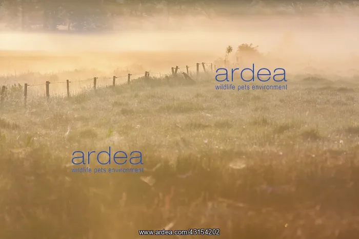 : Mist lingers over moist meadows and farm fences at dawn : Mist lingers over moist meadows and farm fences at dawn