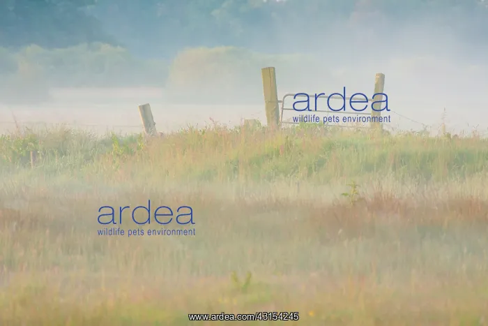: Mist lingers over moist meadows and farmland fence : Mist lingers over moist meadows and farmland fence