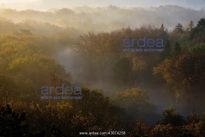 : Mist in mixed coniferous and deciduous forest in autumn colors : Mist in mixed coniferous and deciduous forest in autumn colors